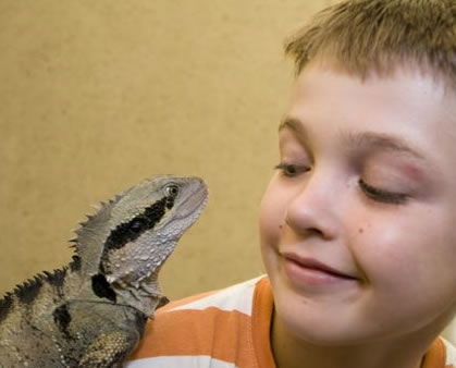 Geckoes Wildlife Presentations - Lennox Head Accommodation 2