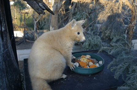 Caversham Wildlife Park - Lennox Head Accommodation 1