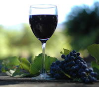 Lion Mill Vineyards - Lennox Head Accommodation 0