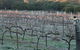Lion Mill Vineyards - thumb 1
