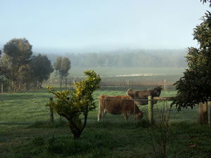 Lion Mill Vineyards - Lennox Head Accommodation 2
