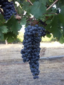 Lion Mill Vineyards - Lennox Head Accommodation 3