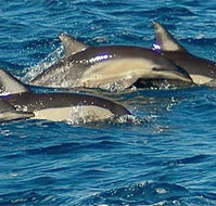 Dolphin Swim Australia - Lennox Head Accommodation