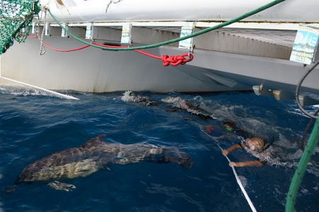 Dolphin Swim Australia - Lennox Head Accommodation 1