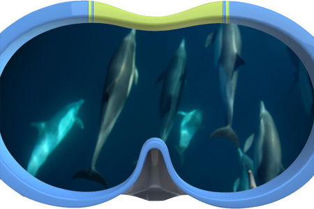 Dolphin Swim Australia - Lennox Head Accommodation 3