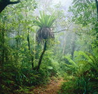 Lamington National Park and OReillys - Lennox Head Accommodation