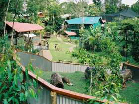 Kuranda Koala Gardens - Lennox Head Accommodation 1