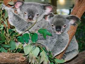 Kuranda Koala Gardens - Lennox Head Accommodation 2