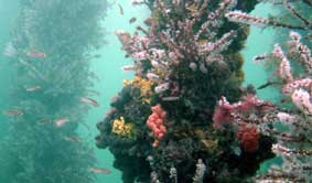 Underwater Sports Diving Centre - Lennox Head Accommodation 2