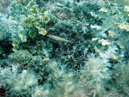 Underwater Sports Diving Centre - Lennox Head Accommodation 3
