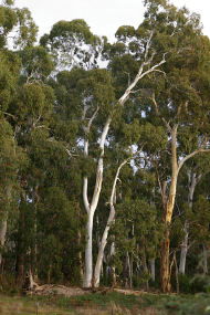 Heysen - The Cedars - Lennox Head Accommodation 2