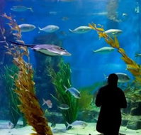 Melbourne Aquarium - Lennox Head Accommodation