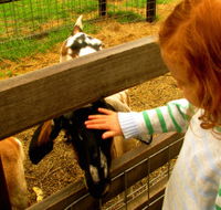 Collingwood Children's Farm - Lennox Head Accommodation