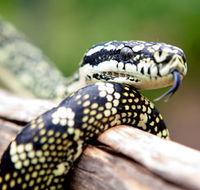 Reptile Encounters - Lennox Head Accommodation