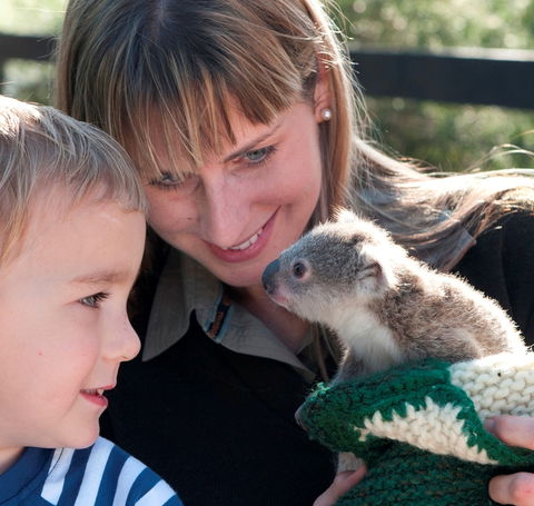 Australian Reptile Park - Lennox Head Accommodation 1