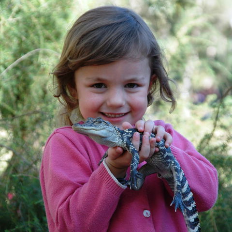 Australian Reptile Park - Lennox Head Accommodation 2