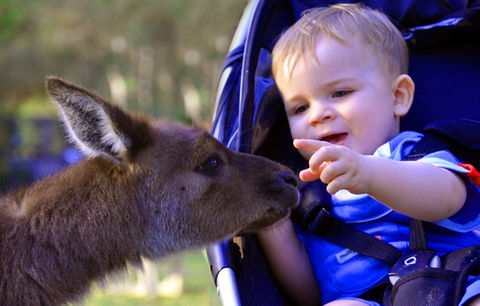 Australian Reptile Park - Lennox Head Accommodation 6