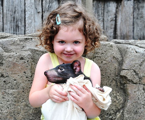 Australian Reptile Park - Lennox Head Accommodation 8
