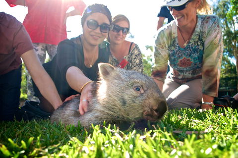 Australian Reptile Park - Lennox Head Accommodation 10