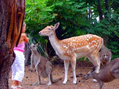 Birdland Animal Park - Lennox Head Accommodation 4