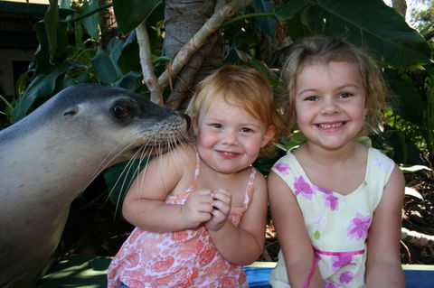 Dolphin Marine Magic - Lennox Head Accommodation 0