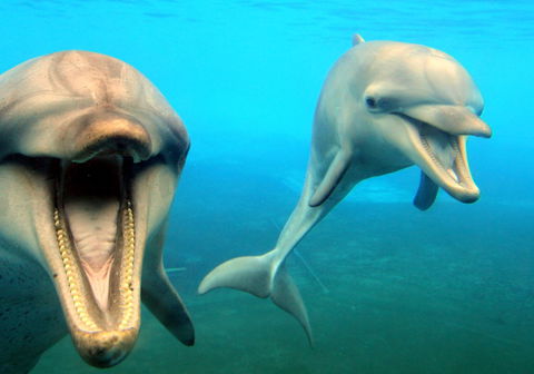 Dolphin Marine Magic - Lennox Head Accommodation 1