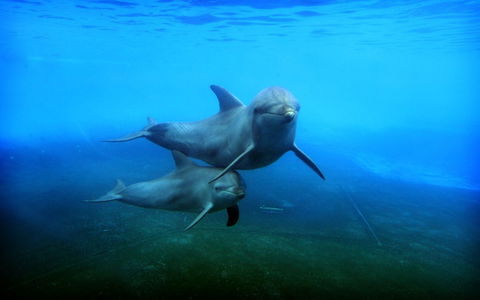 Dolphin Marine Magic - Lennox Head Accommodation 4