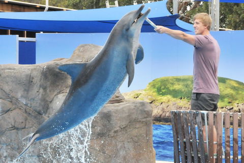 Dolphin Marine Magic - Lennox Head Accommodation 7