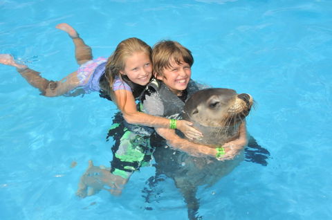 Dolphin Marine Magic - Lennox Head Accommodation 9