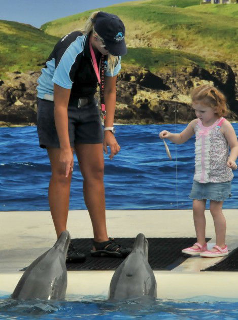 Dolphin Marine Magic - Lennox Head Accommodation 10
