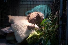 Jirrahlinga Koala & Wildlife Sanctuary - Lennox Head Accommodation 3