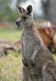Jirrahlinga Koala & Wildlife Sanctuary - Lennox Head Accommodation 4