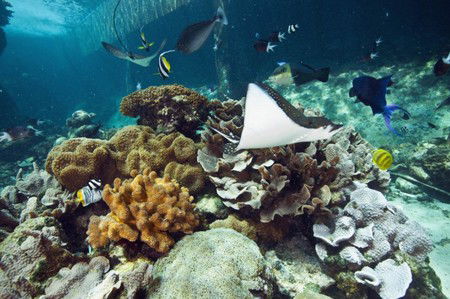Reef HQ Great Barrier Reef Aquarium - Lennox Head Accommodation 3