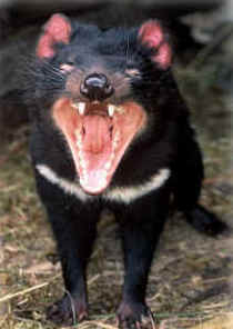 Zoo Doo Wildlife Park - Lennox Head Accommodation 4