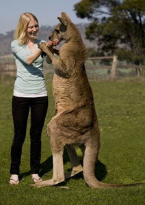 Zoo Doo Wildlife Park - Lennox Head Accommodation 5