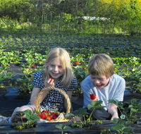 Blue Hills Berries  Cherries - Lennox Head Accommodation
