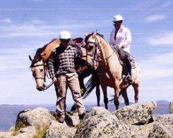 High Country Horses - Lennox Head Accommodation 3