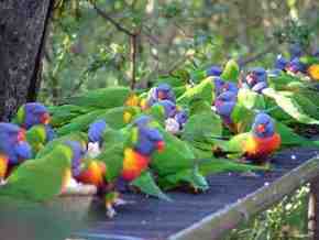 Gorge Wildlife Park - Lennox Head Accommodation 4