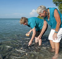Aquascene Fish Feeding Sanctuary - Lennox Head Accommodation