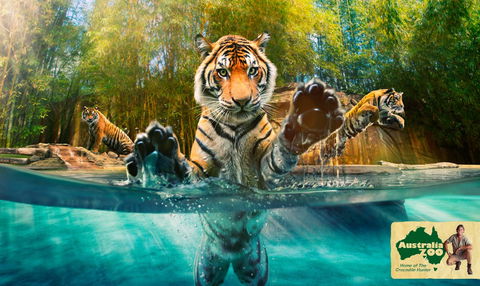 Australia Zoo - Lennox Head Accommodation 9