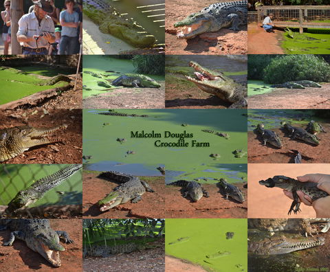 The Malcolm Douglas Crocodile Park - Lennox Head Accommodation 0