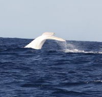 Australian Whale Watching - Lennox Head Accommodation