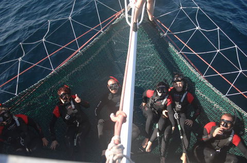 Dolphin Swim Australia - Lennox Head Accommodation 4