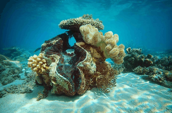 Big Cat Green Island Reef Cruises - Lennox Head Accommodation 3
