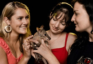 Cairns Night Zoo - Lennox Head Accommodation 1