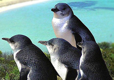 Rockingham Wild Encounters - Lennox Head Accommodation 0