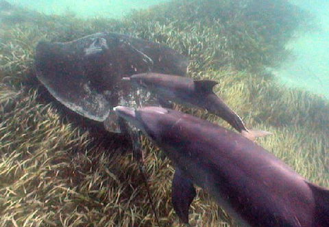 Rockingham Wild Encounters - Lennox Head Accommodation 3