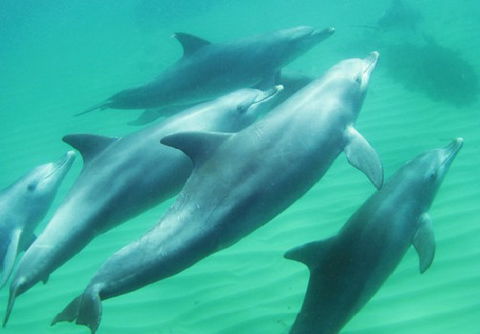 Rockingham Wild Encounters - Lennox Head Accommodation 4