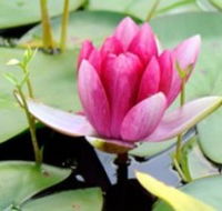 The Lotus Day Spa and Retreat - Lennox Head Accommodation