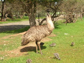 Minlaton SA Lennox Head Accommodation